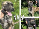 Adoption disponible : chienne Staffordshire Bull Terrier bringée