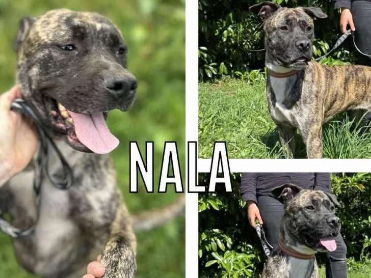 Adoption disponible : chienne Staffordshire Bull Terrier bringée