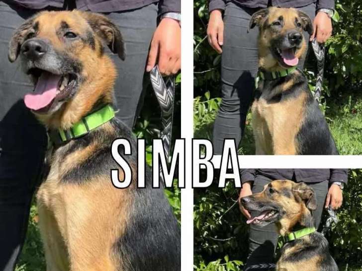 En quête d’un foyer, chien Berger Allemand de 4 ans