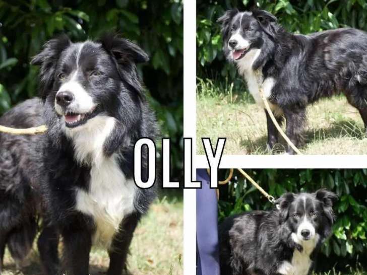 En attente d’une famille, chien Border Collie de 6 ans