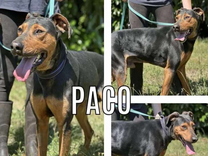 Prêt pour l'adoption, chien Braque noir et feu
