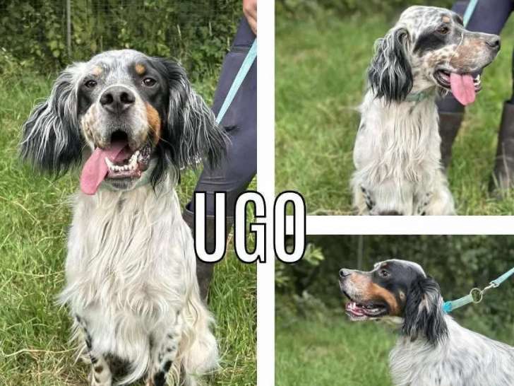 En attente d'adoption, chien Setter Anglais tricolore
