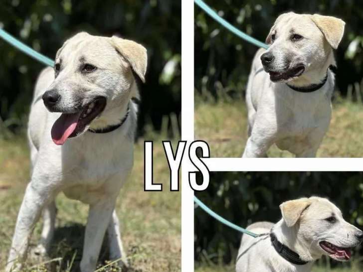 À adopter, chienne Labrador de 2 ans