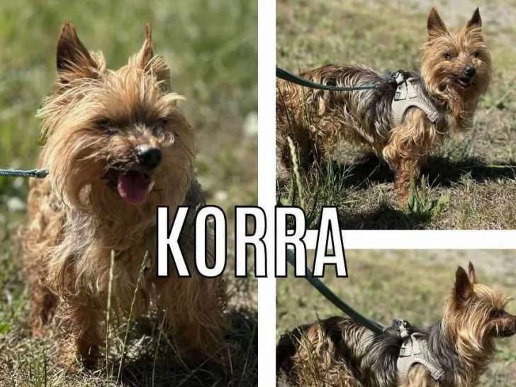 Chien Yorkshire Terrier de 13 ans à la recherche d'un foyer