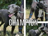 Adoption disponible : chien Border Collie de 4 ans