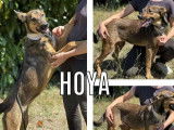Chiot femelle fauve charbonné en quête d'un foyer