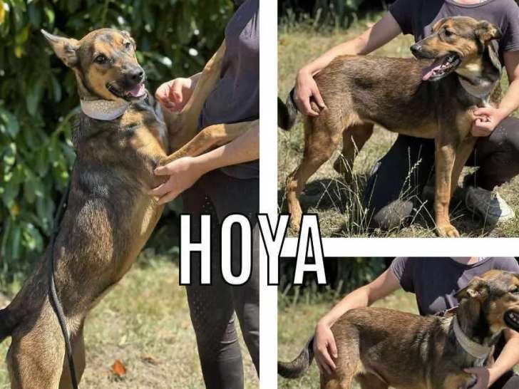 Chiot femelle fauve charbonné en quête d'un foyer