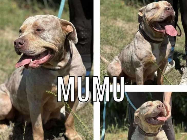 Chienne American Bully bringée à accueillir