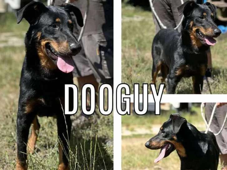 Chiot mâle Beauceron noir et feu prêt pour l'adoption