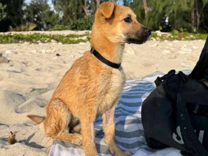 Chiot femelle de 2 mois disponible à l'adoption