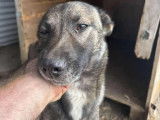 Chien fauve charbonné à adopter