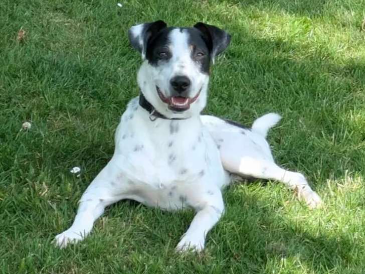 À adopter : chiot mâle noir et blanc