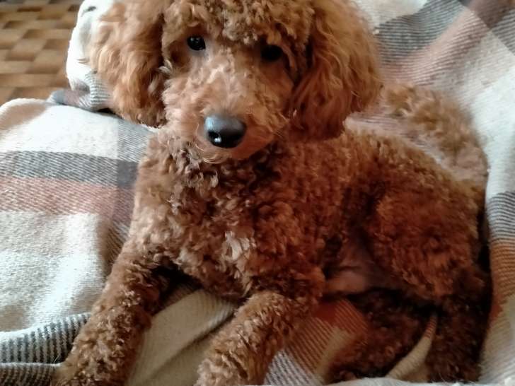 Mâle Caniche disponible pour saillie