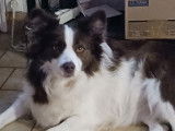 Femelle  Border Collie disponible pour saillie
