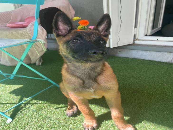 Chiot de race Berger Belge Malinois mâle à vendre