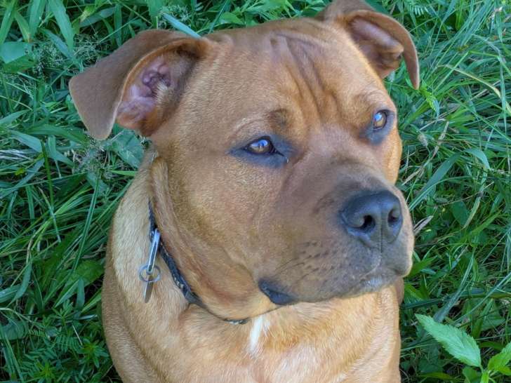 Chiot de race mixte à vendre
