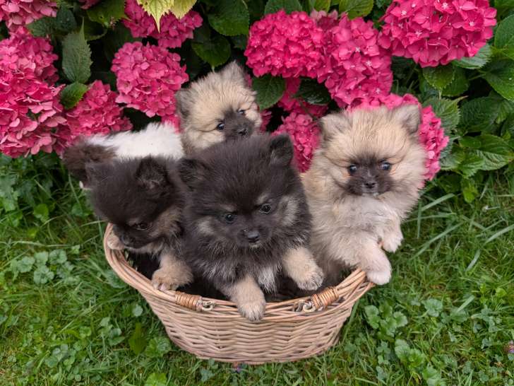 élevage chiot chiots Spitz Allemand Nain et Spitz Allemand Petit Pomeranian à vendre