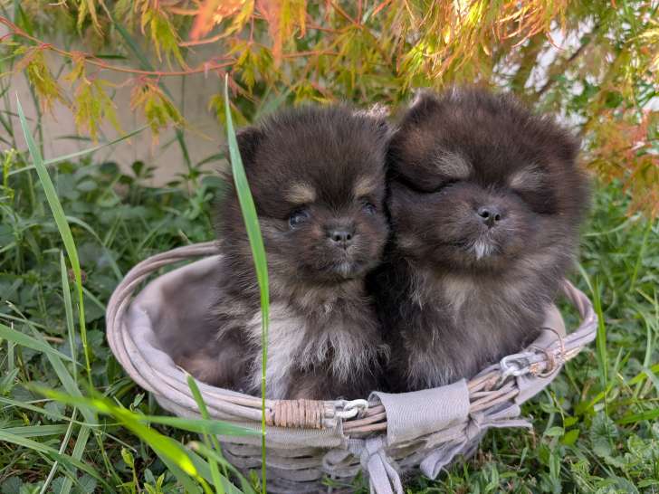 Chiot Spitz nain Pomeranian LOF à vendre noir et feu