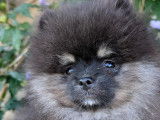 Élevage spitz allemand nain petit pomeranian territoire de Belfort Alsace Haut-Rhin Suisse