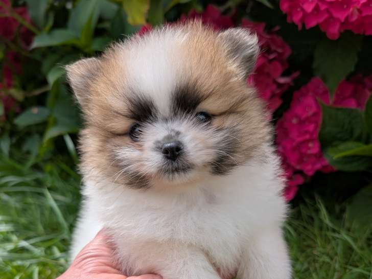 Chiot Spitz Allemand Nain Pomeranian LOF à vendre Élevage spitz territoire de Belfort Alsace Haut-Rhin Suisse