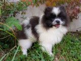 chiot Spitz Allemand Nain Petit Moyen Pomeranian LOF à vendre Élevage spitz territoire de Belfort Alsace Haut-Rhin Suisse