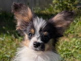 Chiots Epagneul Nain Continental Papillon à vendre