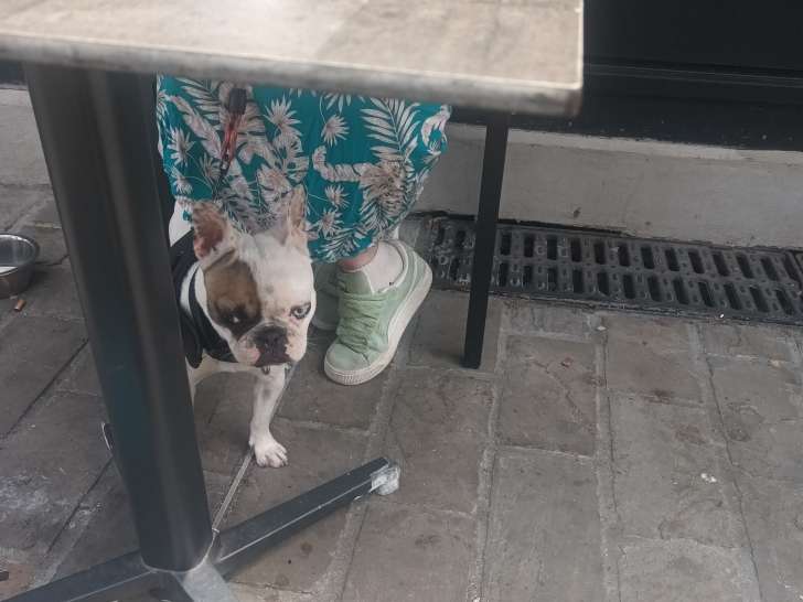 Jeune chienne Bouledogue Français à vendre
