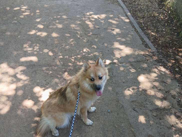 Chienne Pomsky à vendre