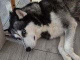 Femelle Husky Sibérien à vendre