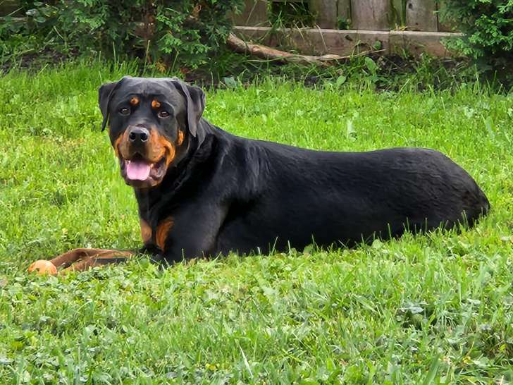 Chien adulte de type Rottweiler Mâle à donner