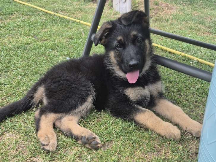 Chiots de race Berger Allemand à vendre (5 femelles)