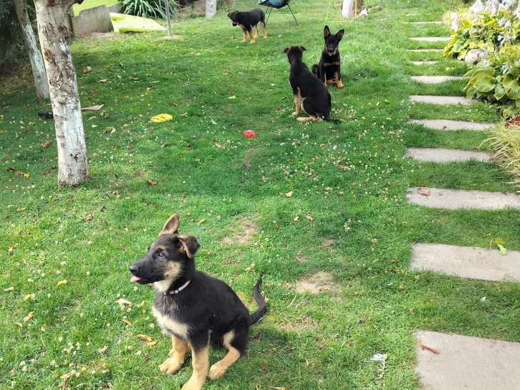 Chiots de race Berger Allemand à vendre (2 femelles)