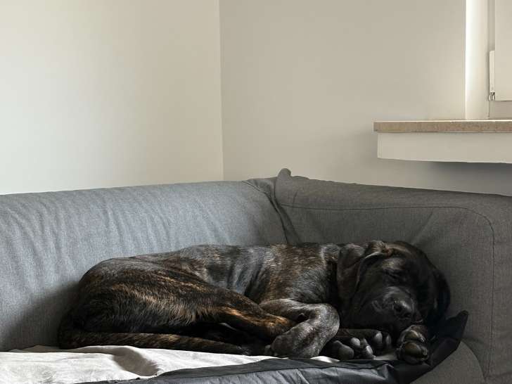 Femelle Cane Corso