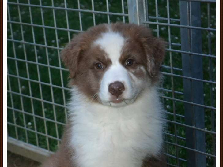 2 mâles Berger Australien LOF à vendre