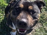 Kayser, adorable American Staff à adopter