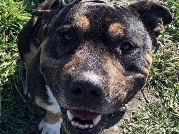 Kayser, adorable American Staff à adopter