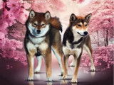Chiots Shiba Inu LOF de hautes lignées japonaises à vendre