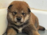 Chiots Shiba Inu LOF de hautes lignées japonaises à vendre