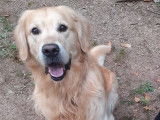 Mâle Golden Retriever disponible pour saillie
