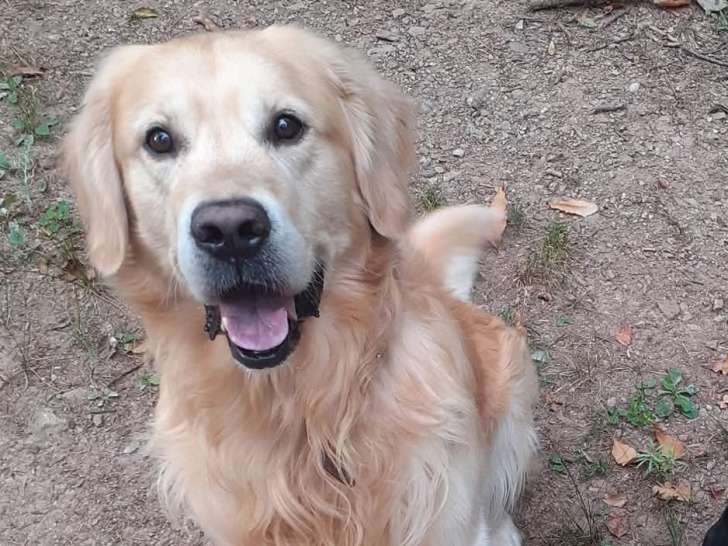 Mâle Golden Retriever disponible pour saillie