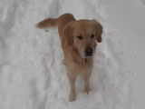 Mâle Golden Retriever disponible pour saillie