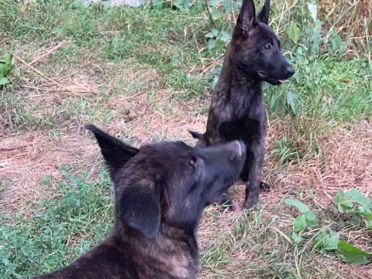 Chiots Berger Hollandais LOF à vendre