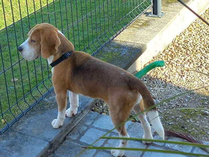 Mâle Beagle pour saillie