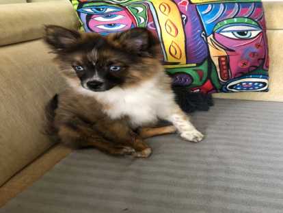 Rare et exceptionnel : chiot Pomchi F2 yeux bleus très typé à vendre