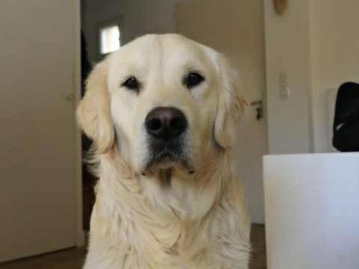 Male Golden Retriever LOF disponible pour saillie