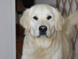 Male Golden Retriever LOF disponible pour saillie