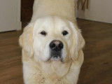 Male Golden Retriever LOF disponible pour saillie