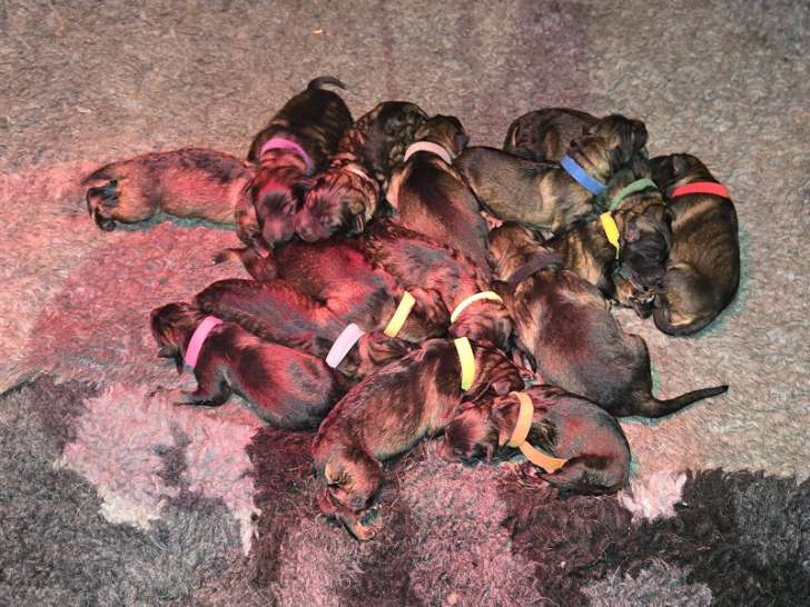 Chiots Altdeutscher Schäferhund à réserver
