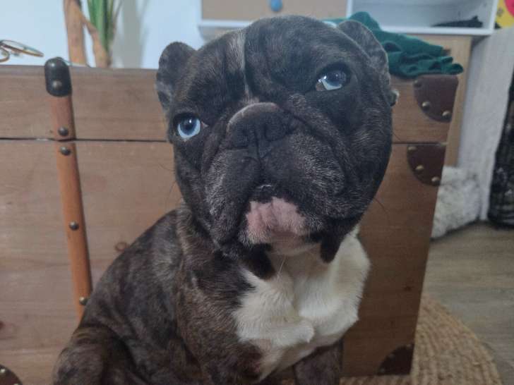 Mâle Bouledogue Français disponible pour saillie