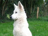 Femelle Berger Blanc Suisse de 15 mois à vendre